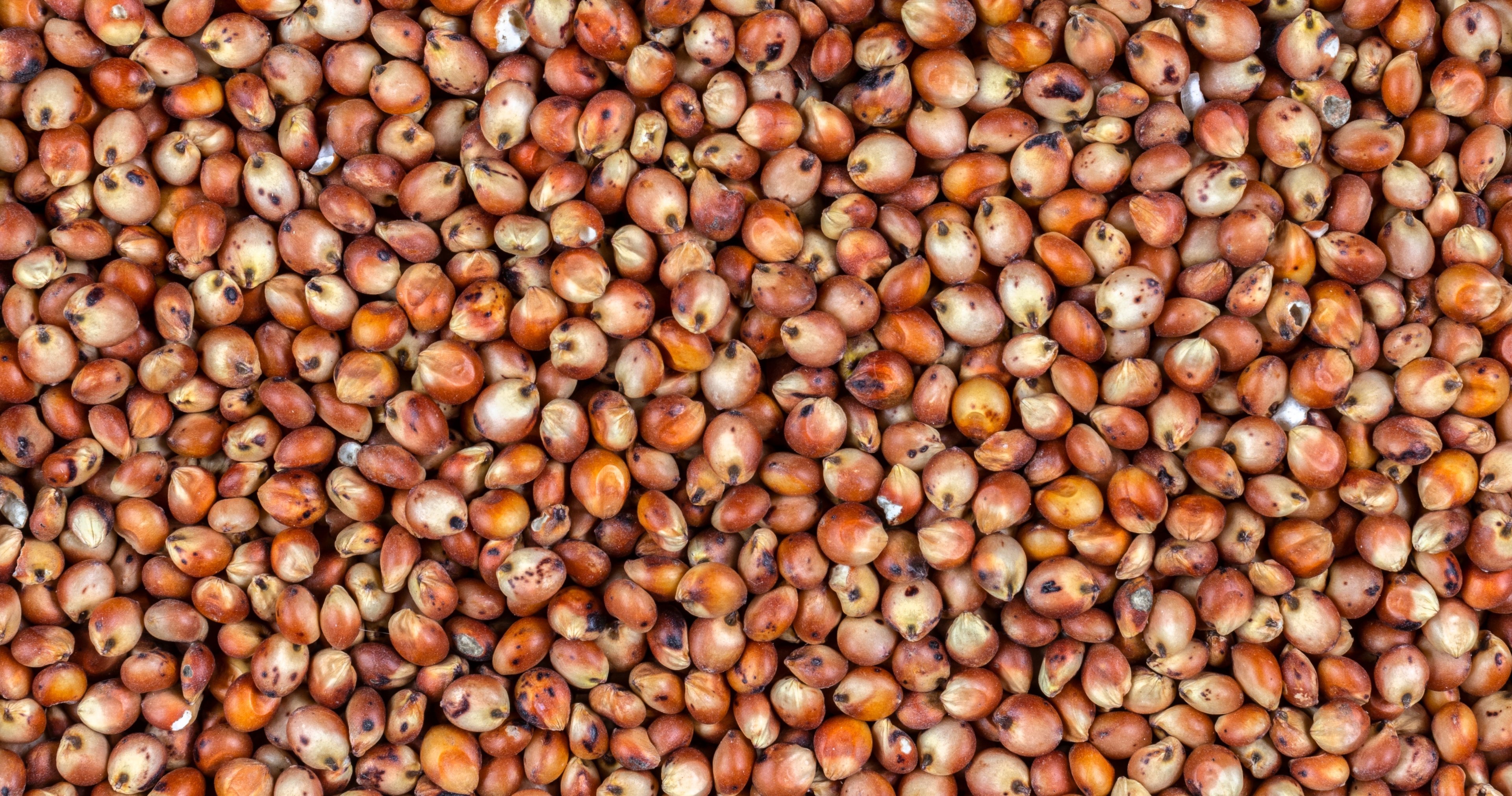 Red Sorghum