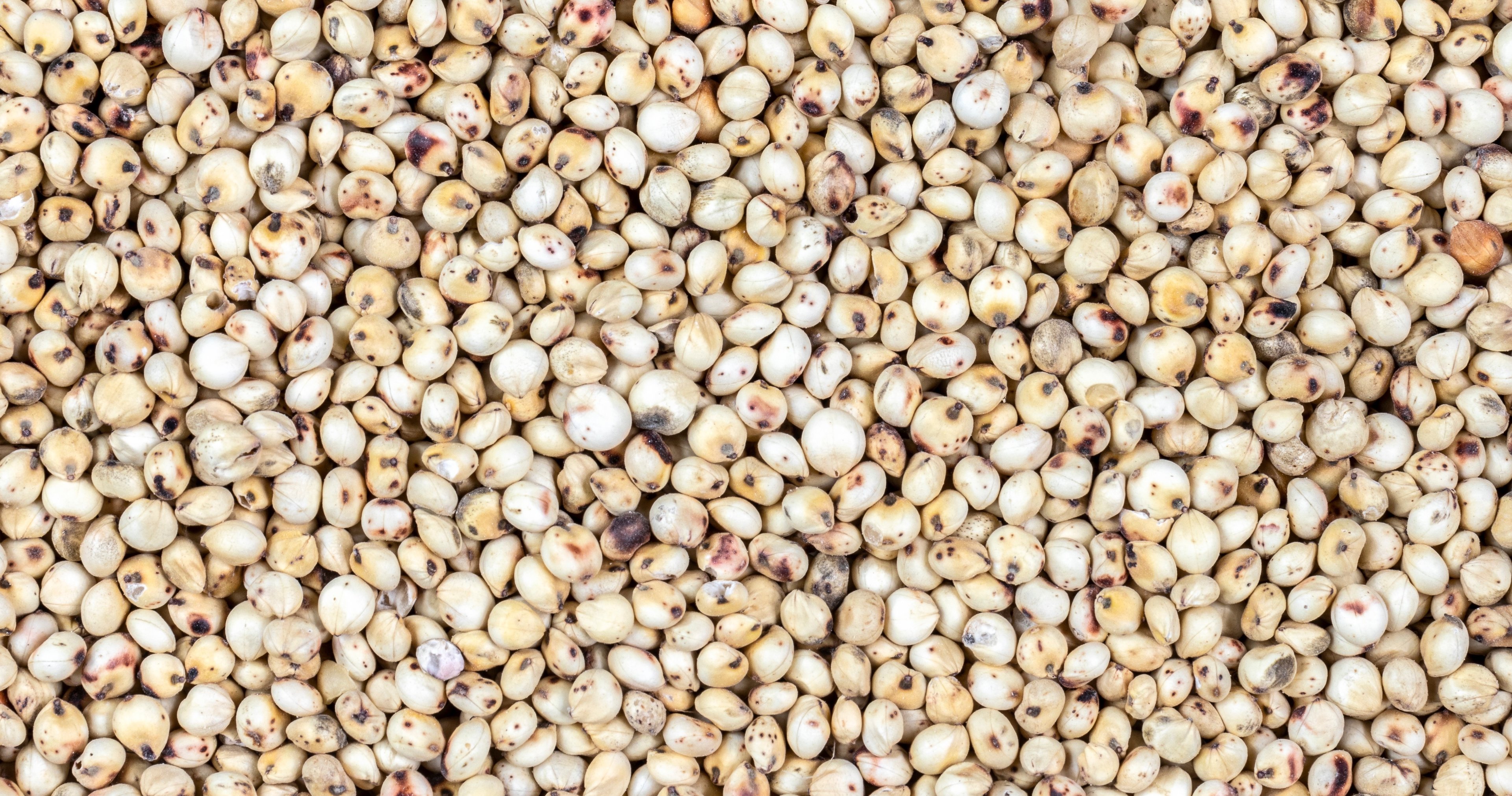 White Sorghum