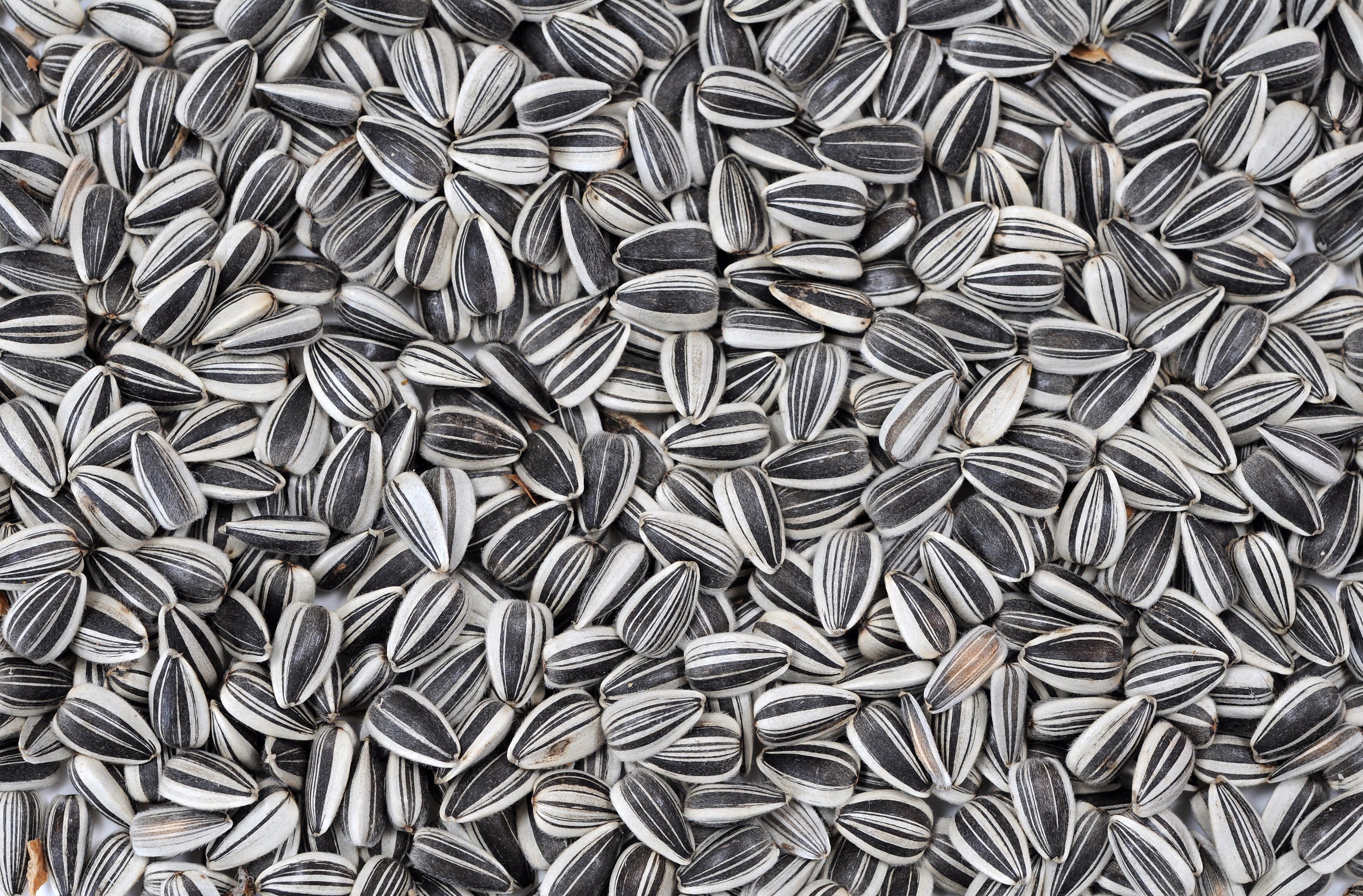 Bird Feed Sunflower Seeds