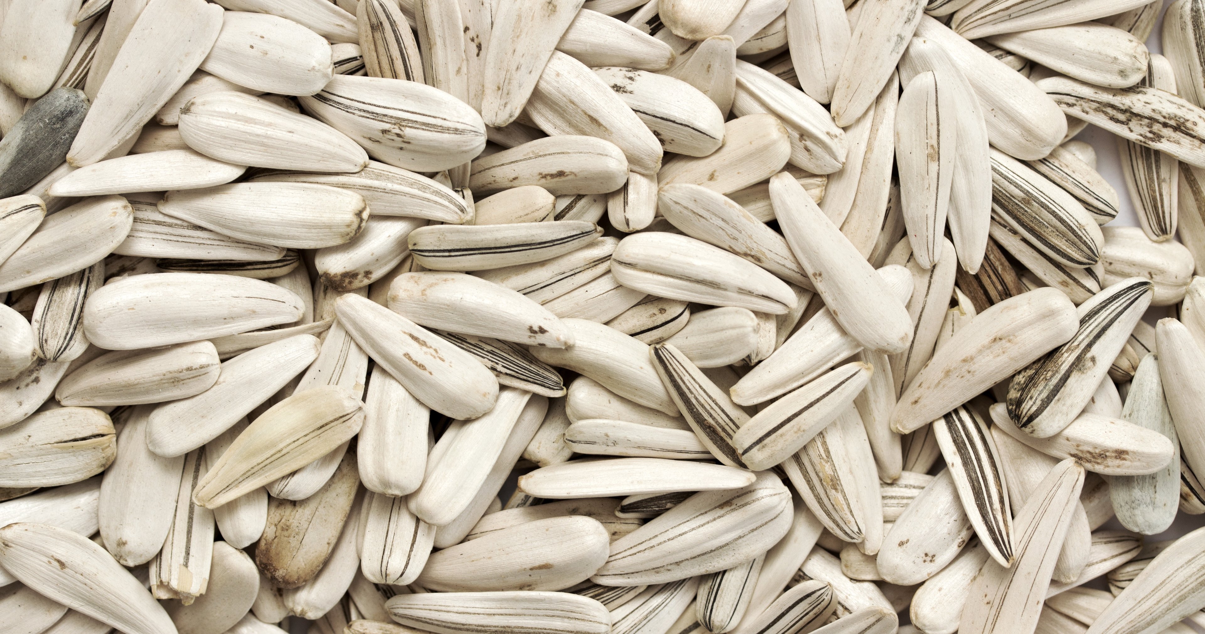 Confection Sunflower Seeds