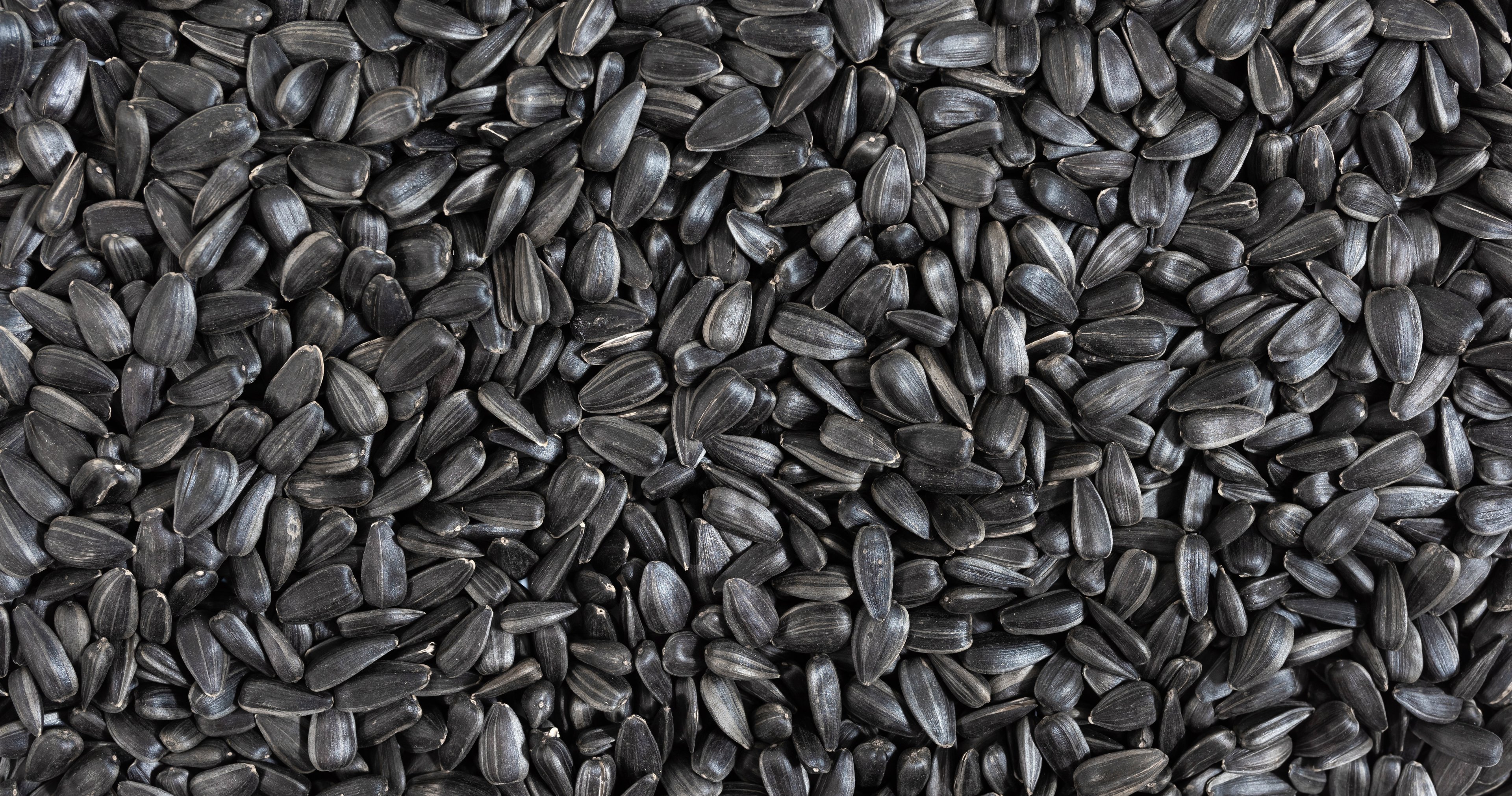 Oil Sunflower Seeds